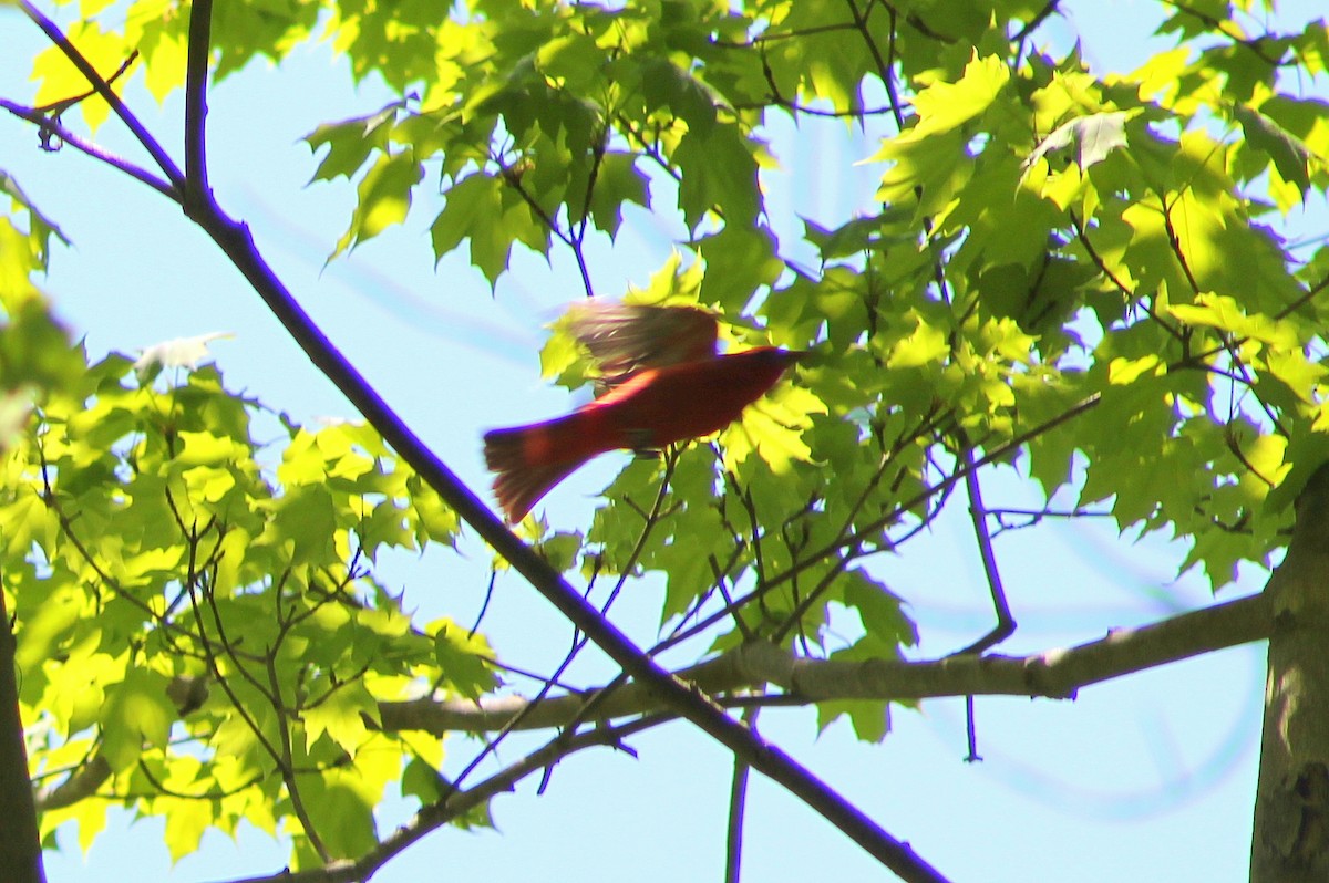 Summer Tanager - Mary DeLia