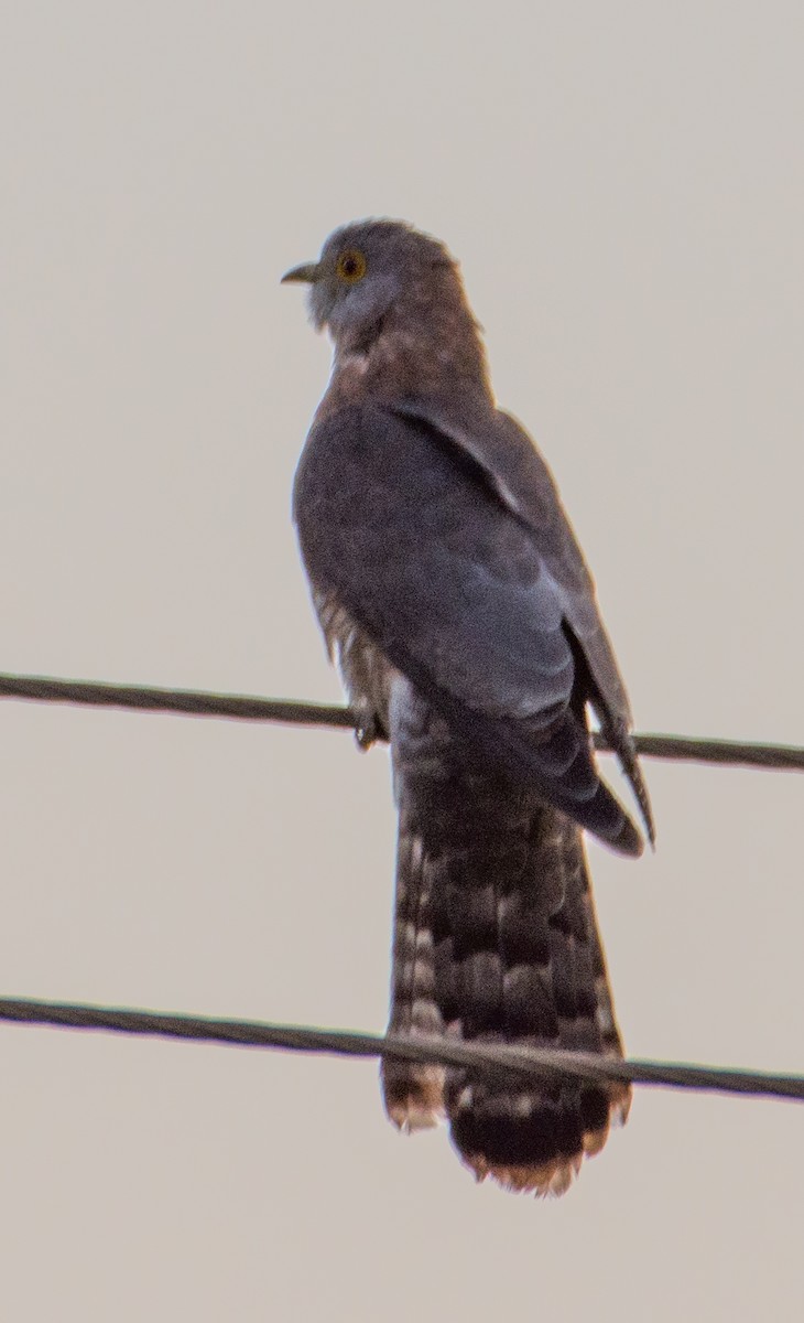Common Hawk-Cuckoo - Arunava Bhattacharjee