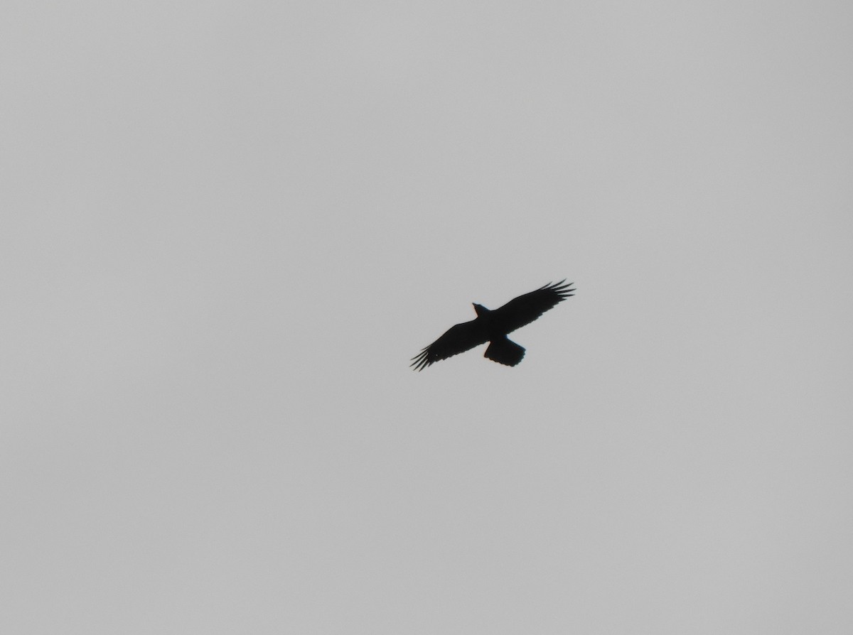 Common Raven - ML133042221