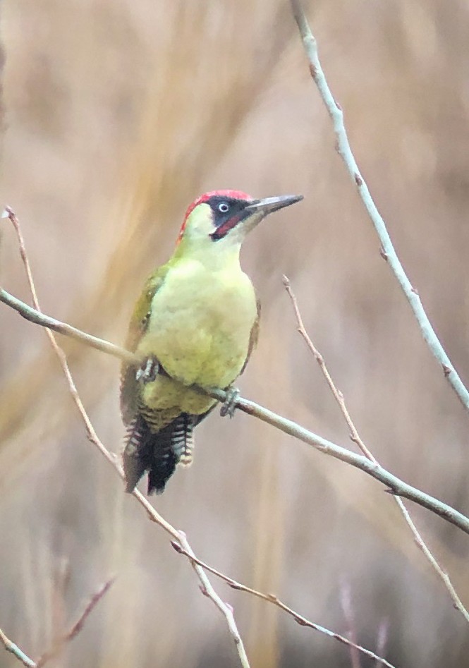 Eurasian Green Woodpecker (Eurasian) - Becca Engdahl