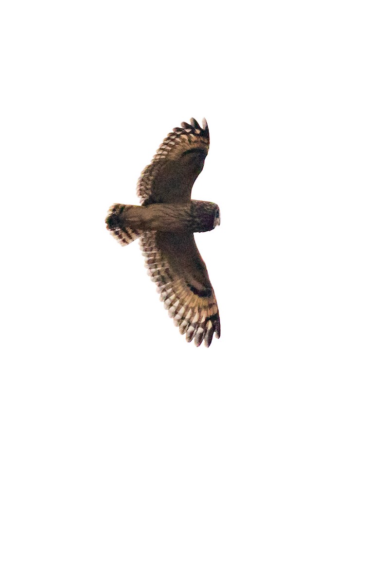 Short-eared Owl - ML133046571