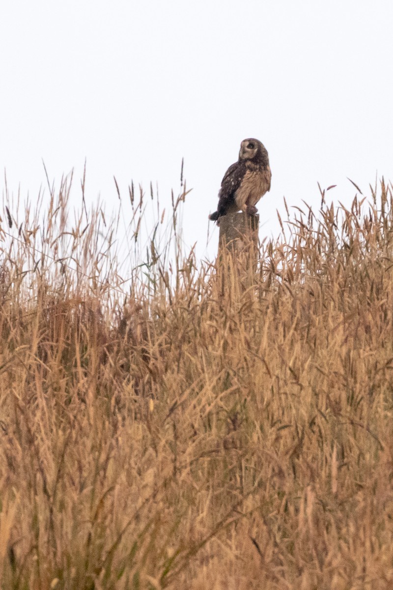 Short-eared Owl - ML133046611