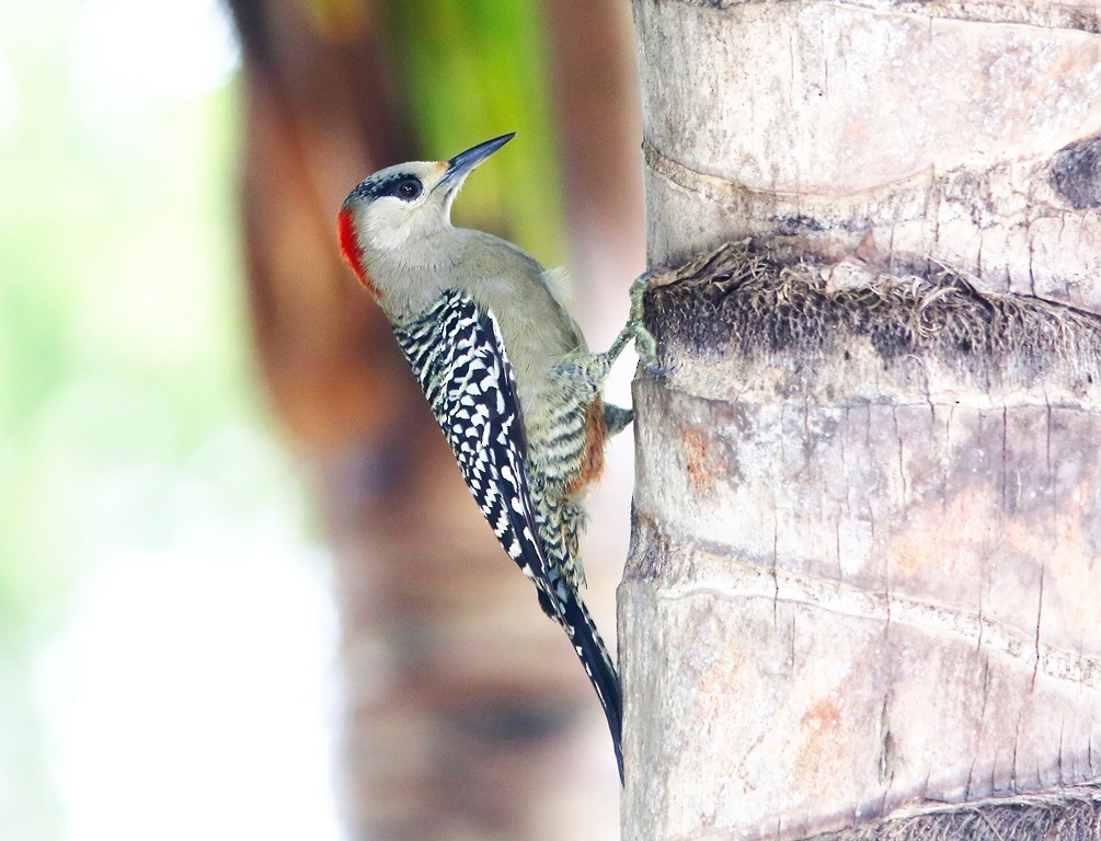 West Indian Woodpecker - Brad Bergstrom