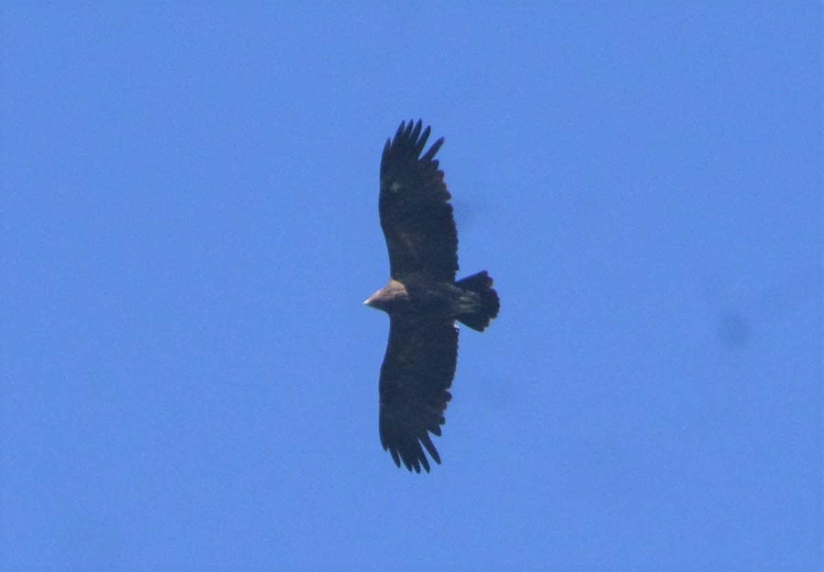 Greater Spotted Eagle - Dr George P J