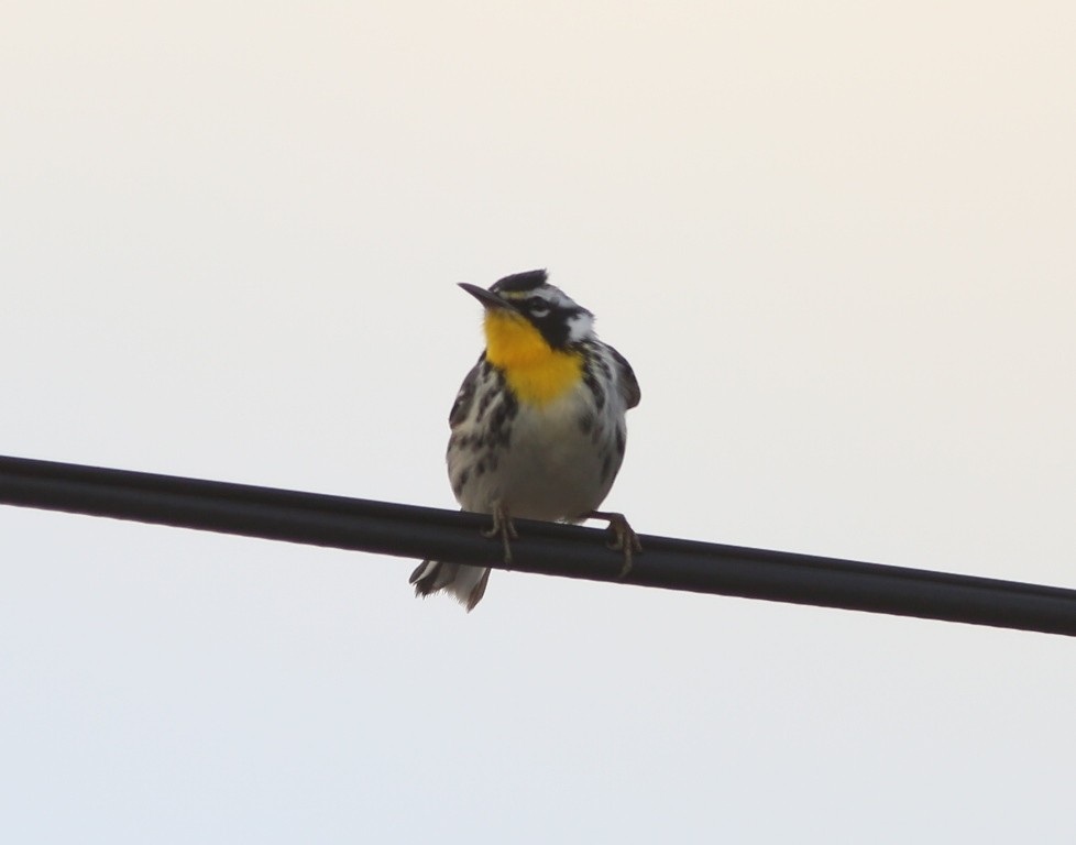 Yellow-throated Warbler - Brad Bergstrom
