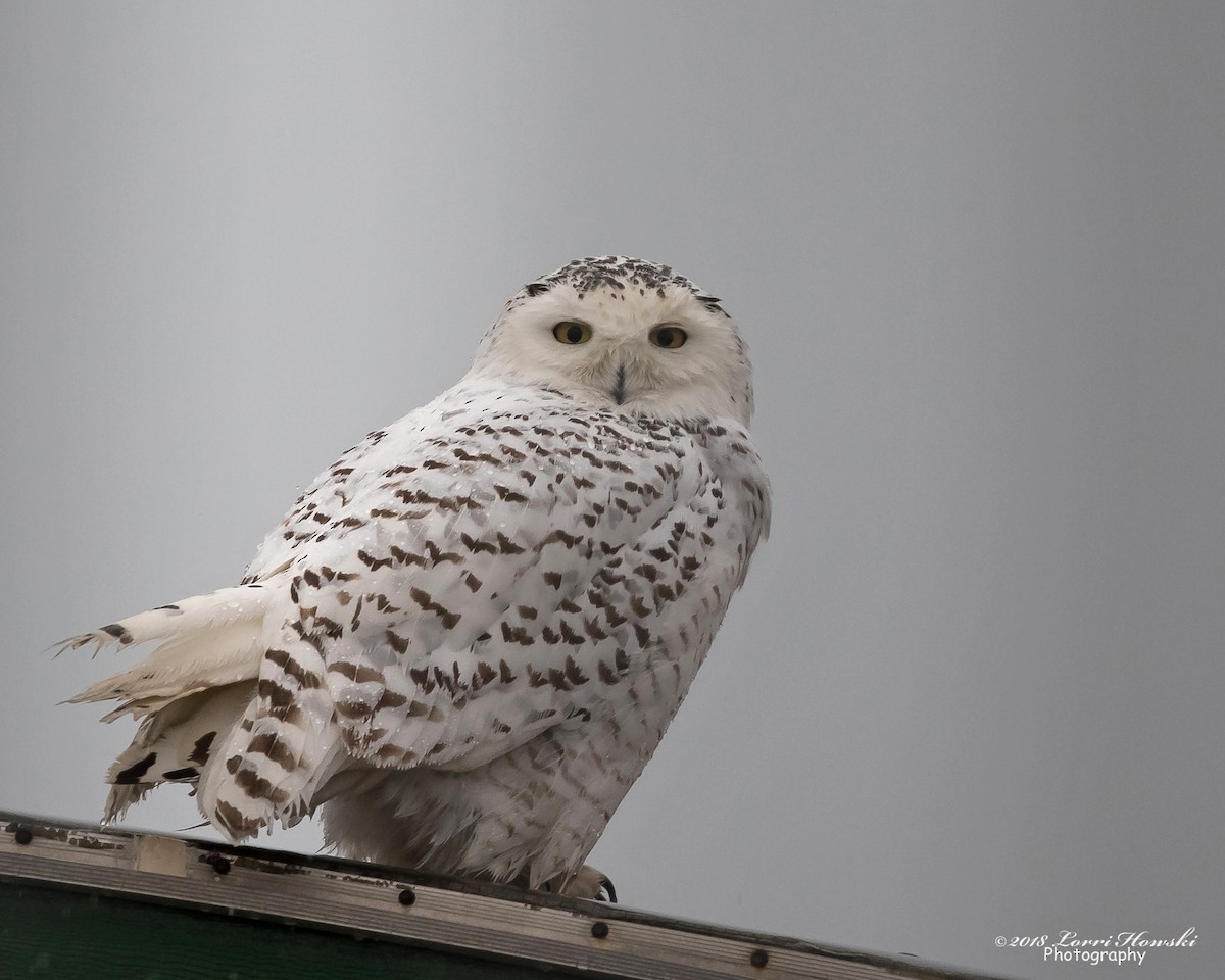 Snowy Owl - Lorri Howski 🦋