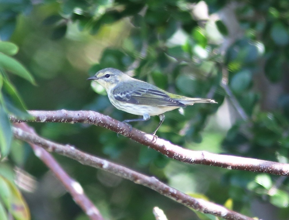 Cape May Warbler - ML133057341