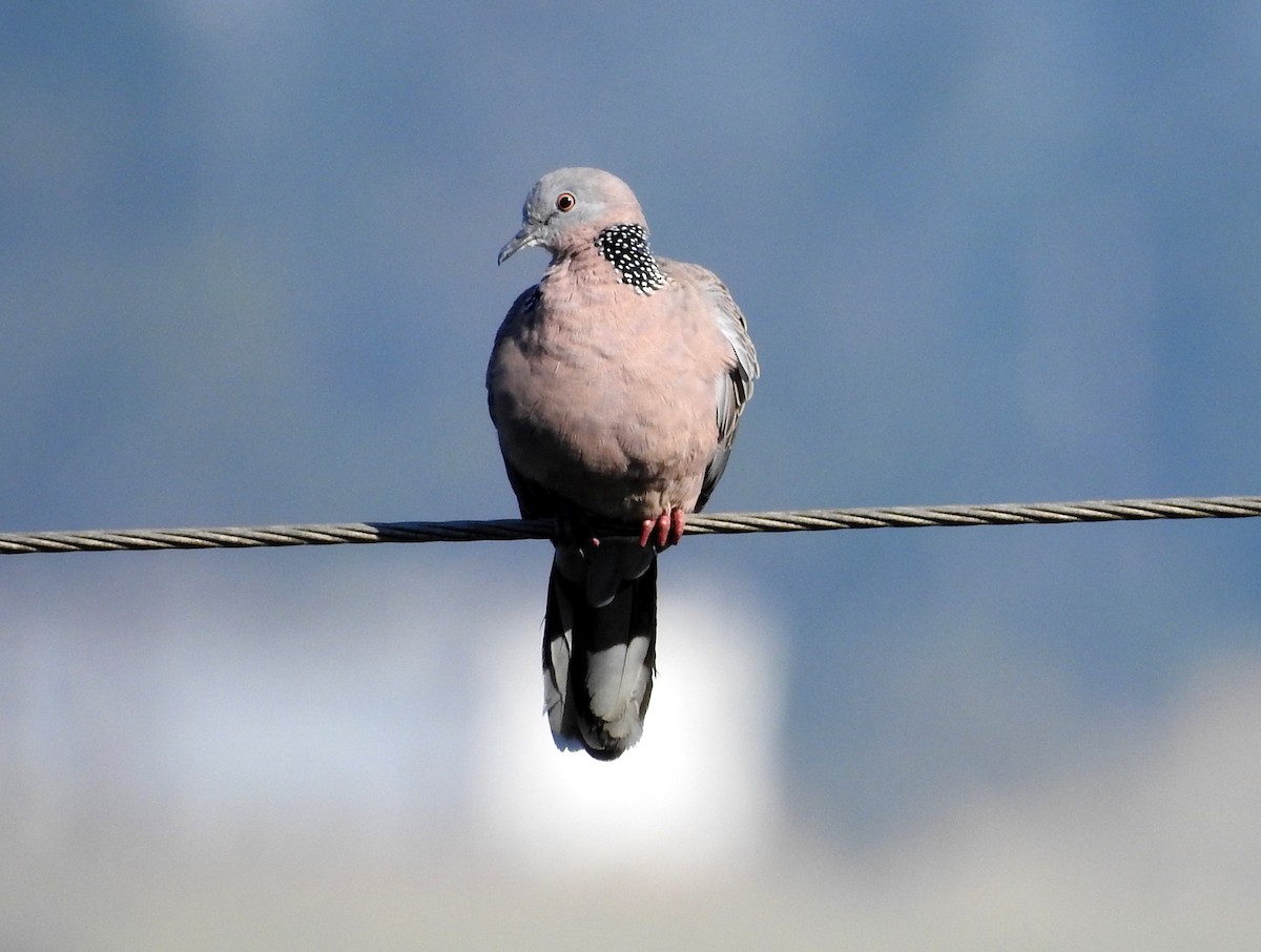 Spotted Dove - ML133058011
