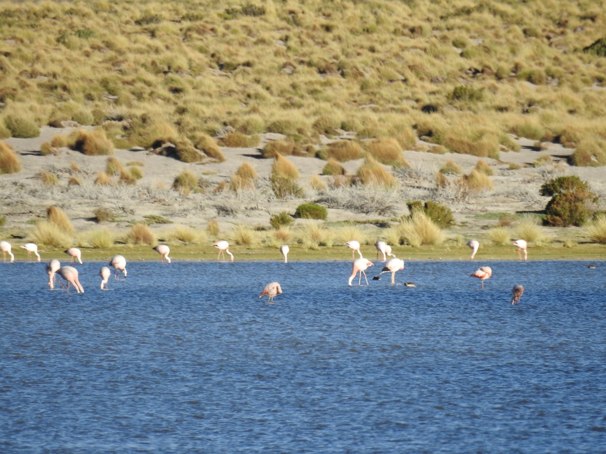 Chilean Flamingo - Thays Hungria