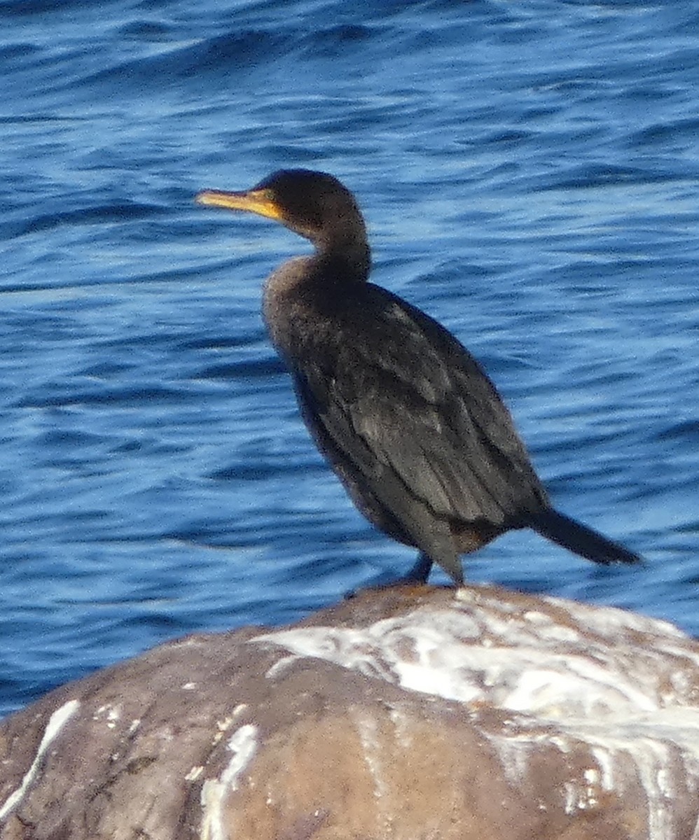 Double-crested Cormorant - Mary  McMahon