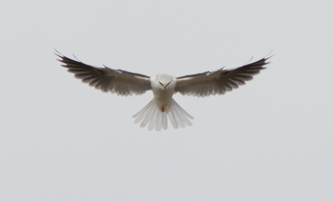 White-tailed Kite - Lynda Elkin