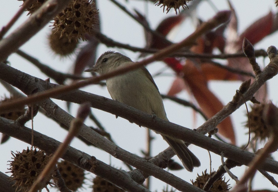 eBird Checklist 4 Jan 2016 Yorba Linda Yurt 20 species (+1 other taxa)