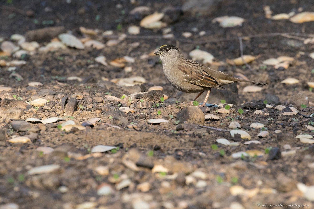 Golden-crowned Sparrow - ML133065161