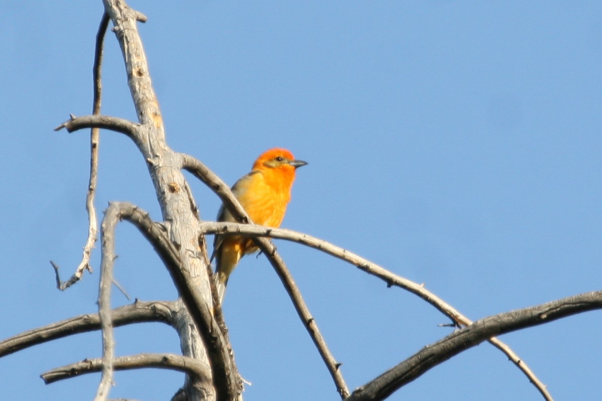Flame-colored Tanager - ML133068371