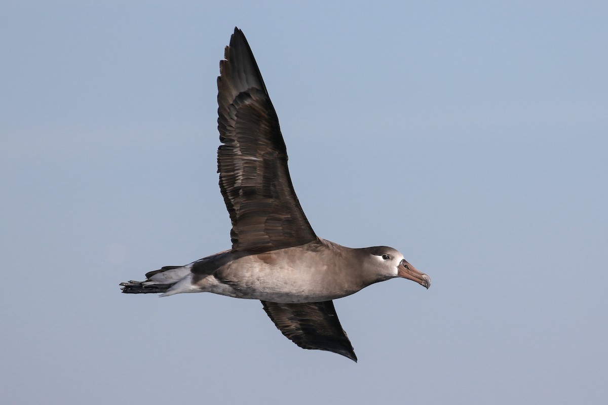 Black-footed Albatross - Blair Dudeck