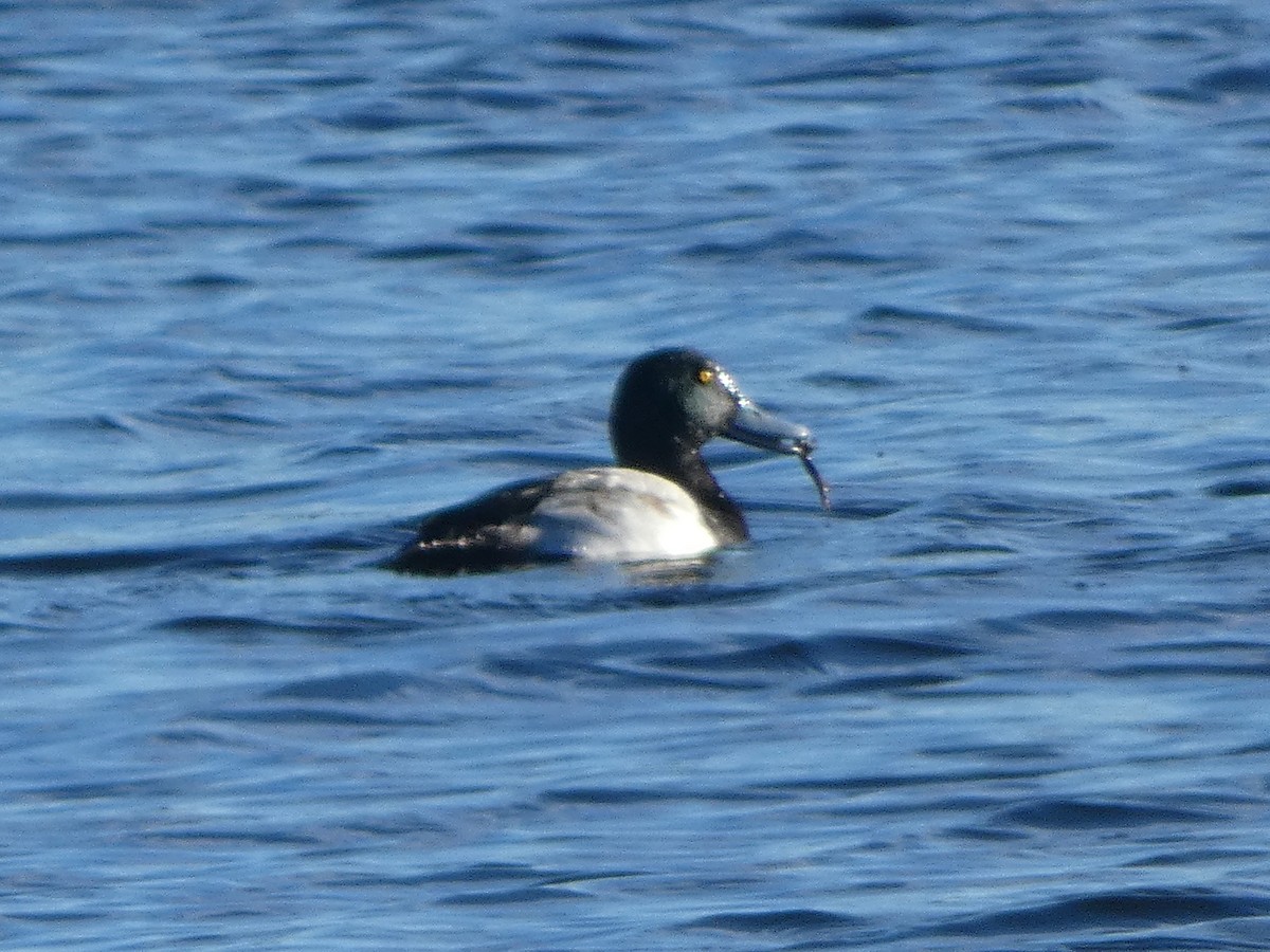 Greater Scaup - ML133068471