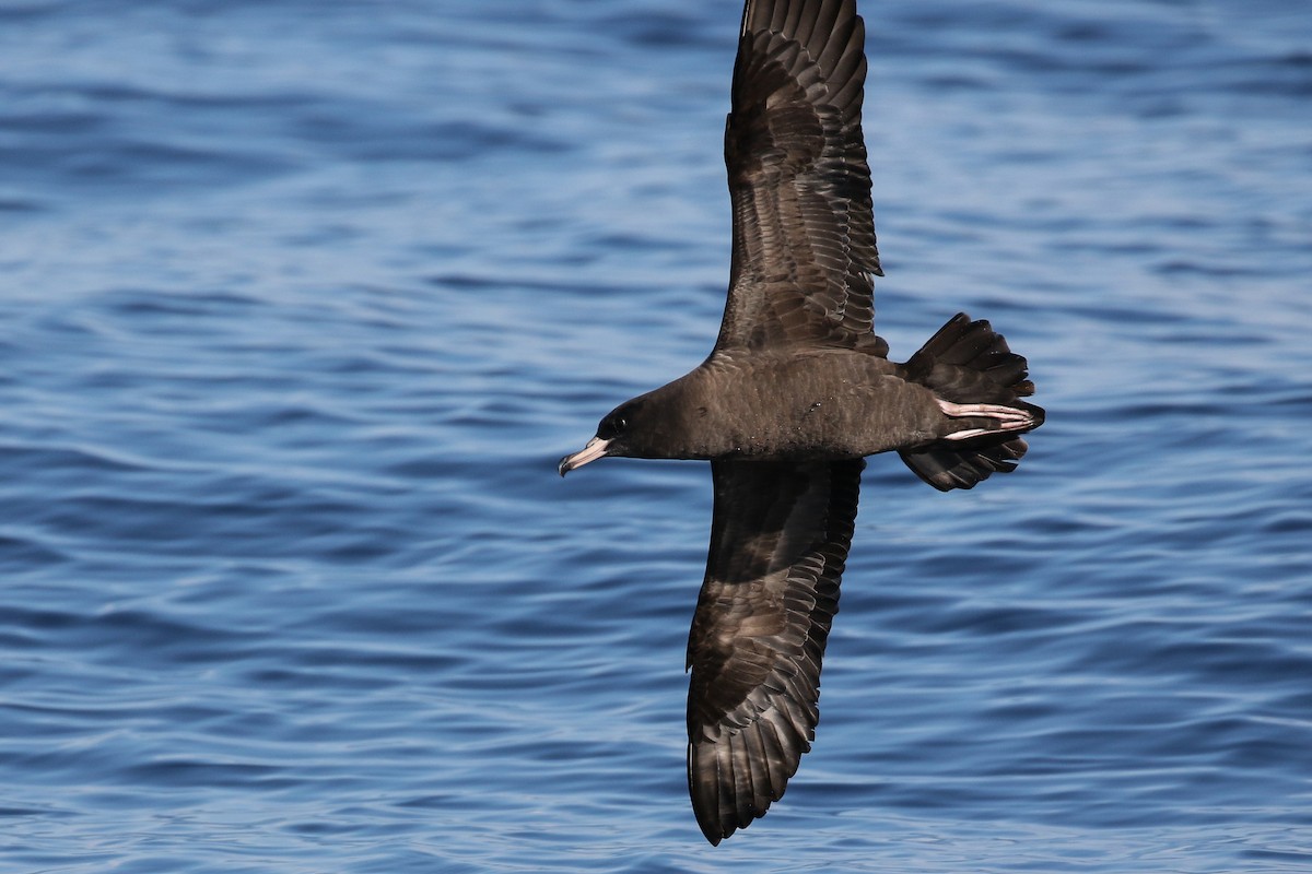 Flesh-footed Shearwater - ML133068671