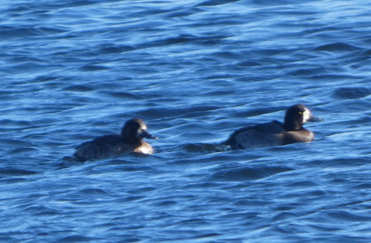Greater Scaup - ML133071651