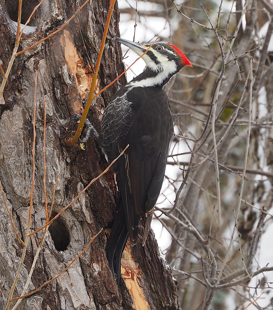 Pileated Woodpecker - ML133072121
