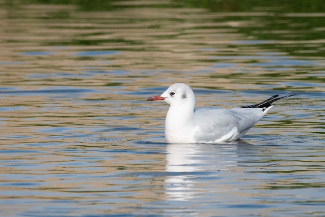 Black-headed Gull