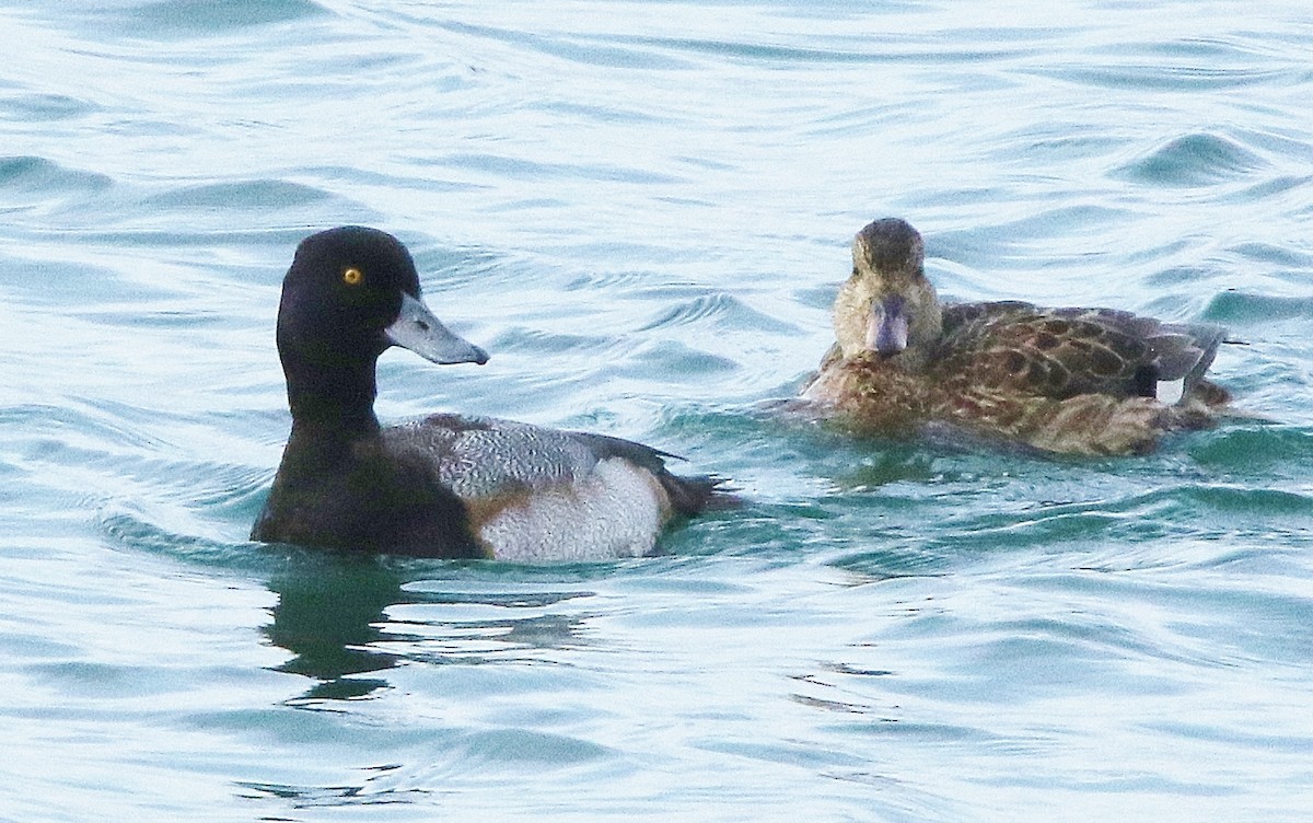 Greater Scaup - Glenn Anderson