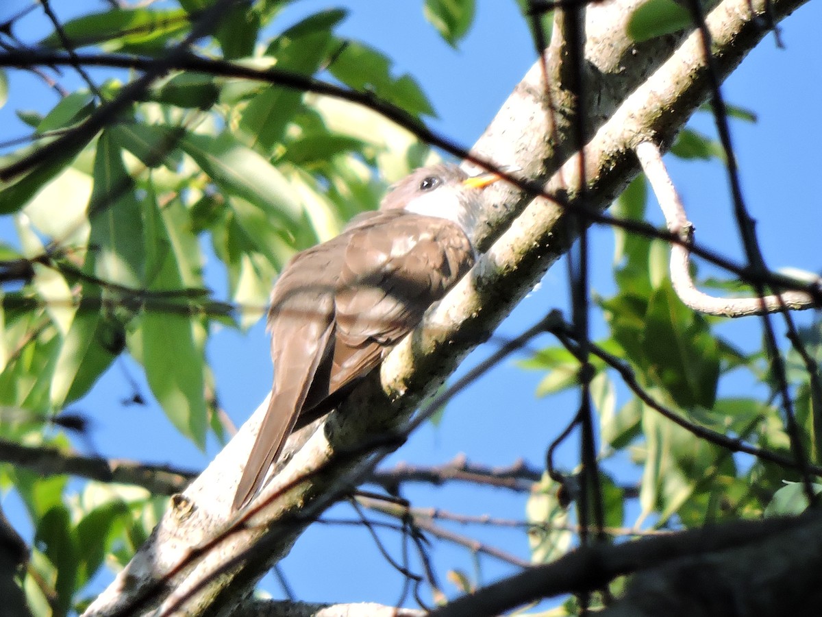 Pearly-breasted Cuckoo - Nicolás Bejarano