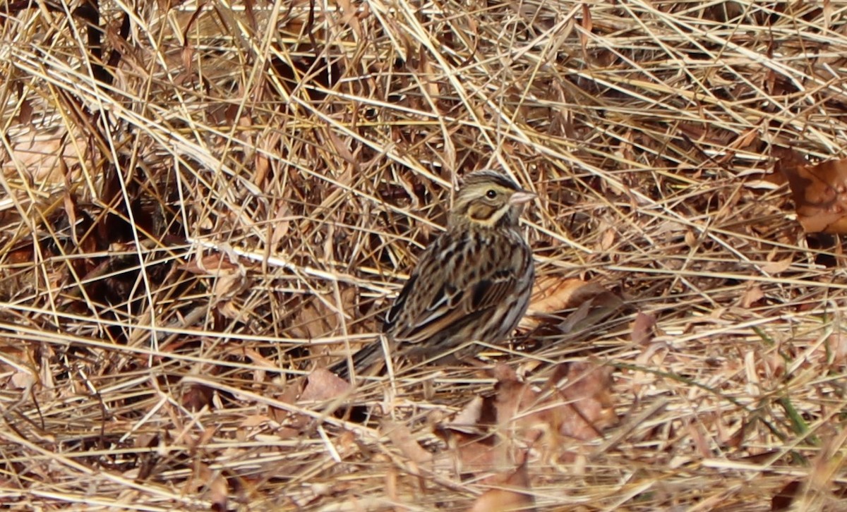 Savannah Sparrow - valerie heemstra