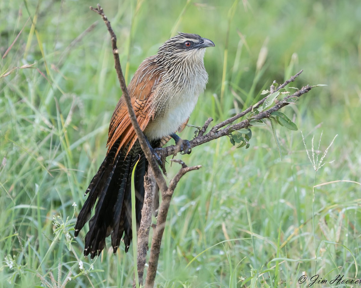White-browed Coucal - ML133082391