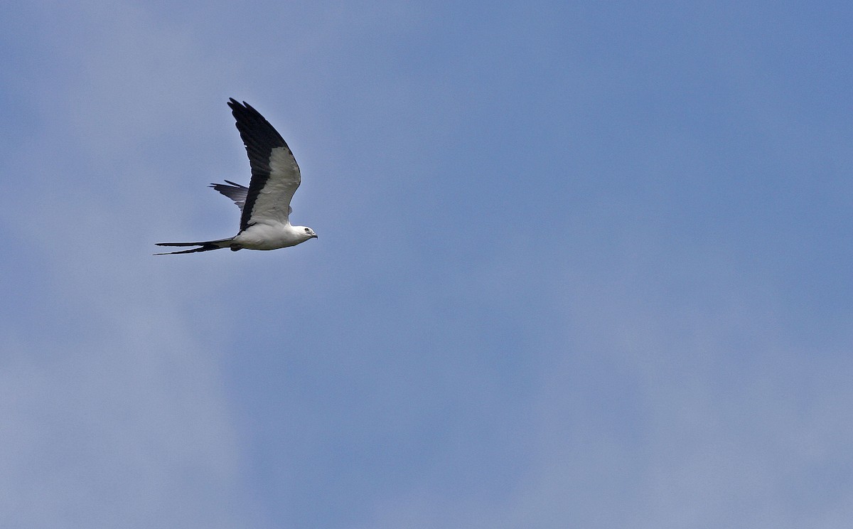 Swallow-tailed Kite - Michael Riffel