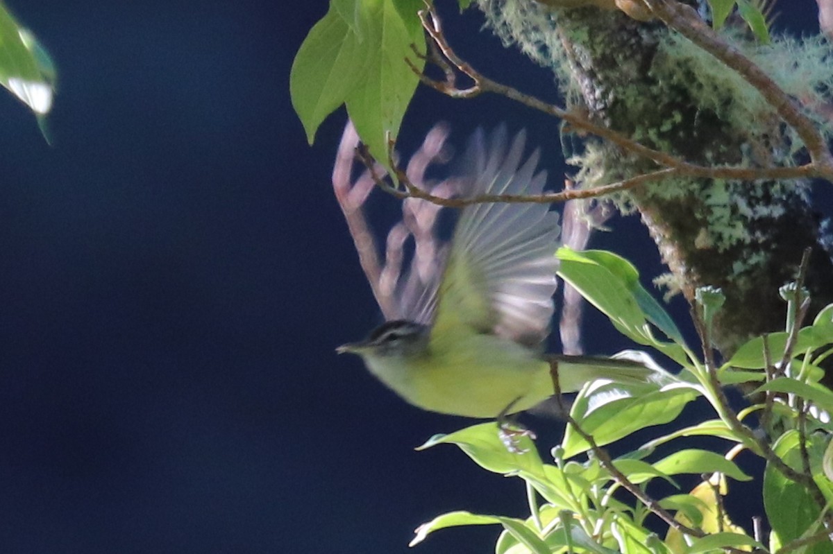 Brown-capped Vireo - Andrew Core