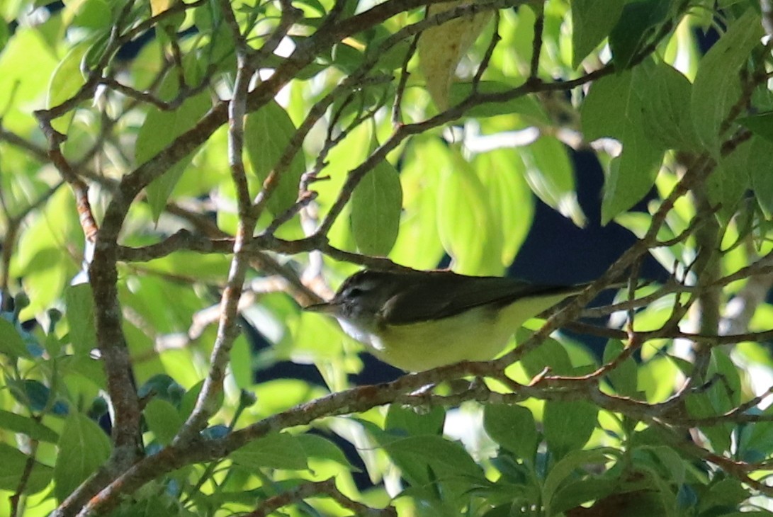 Brown-capped Vireo - Andrew Core