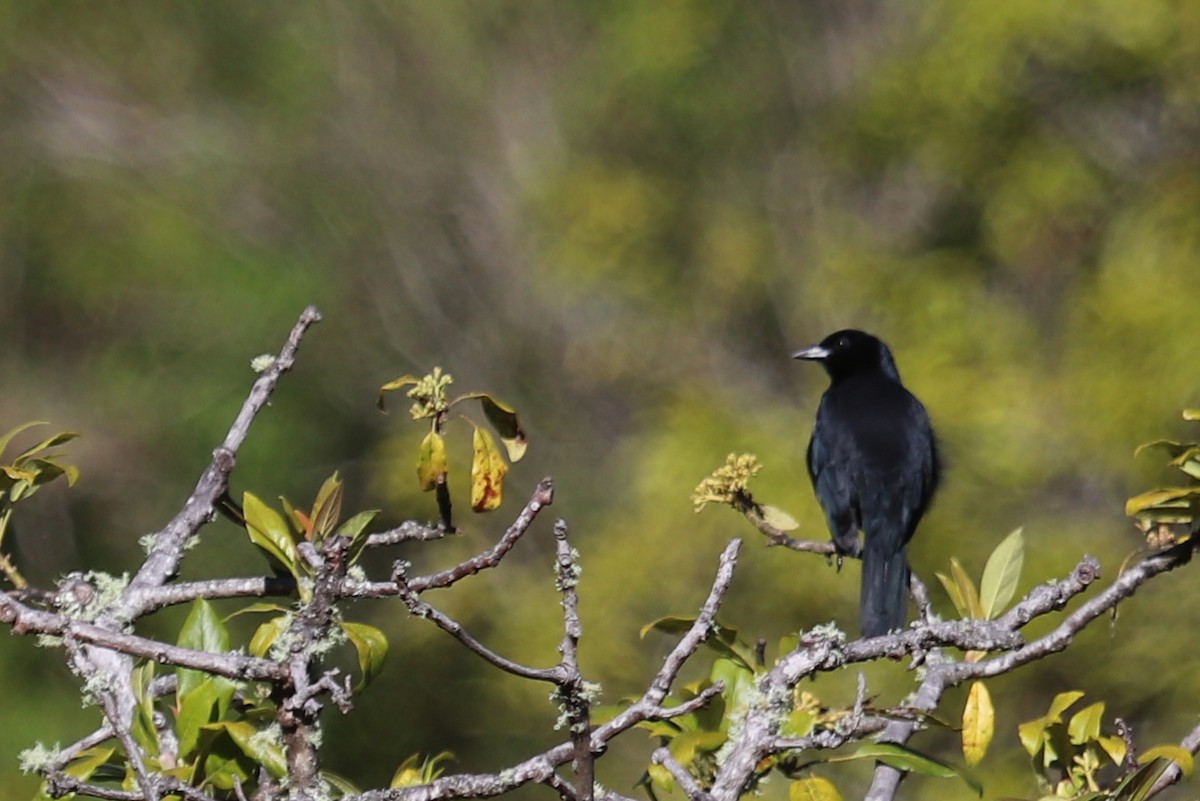Melodious Blackbird - ML133085341