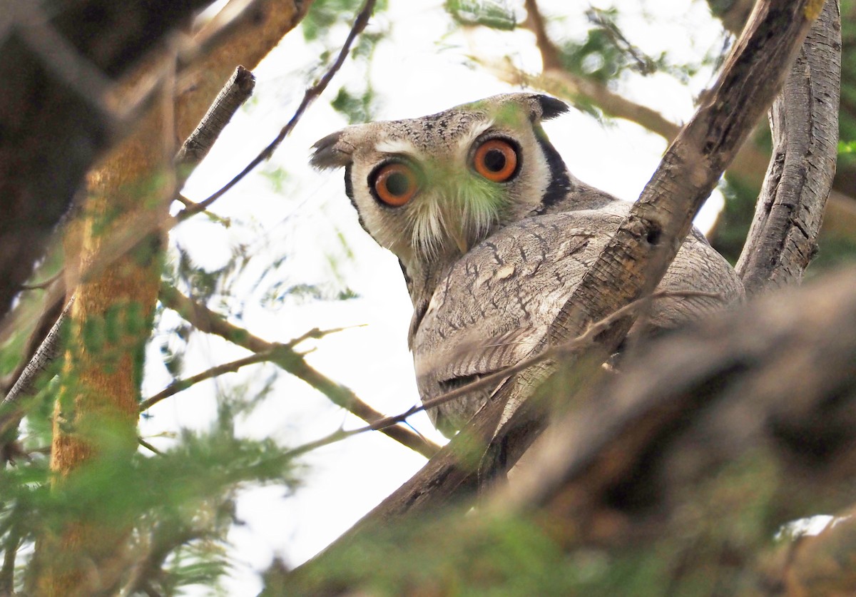 Northern White-faced Owl - ML133088231