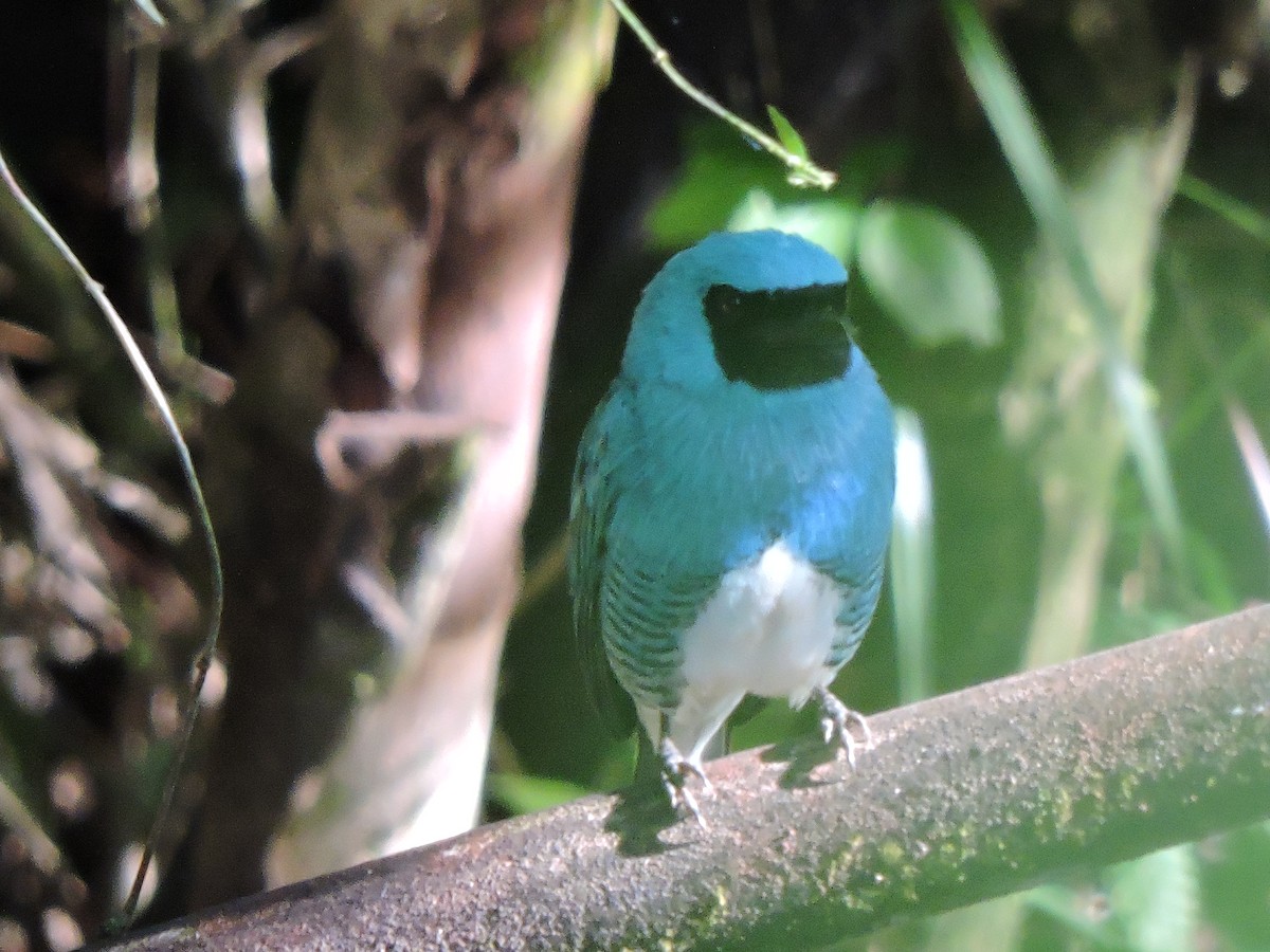 Swallow Tanager - ML133089531