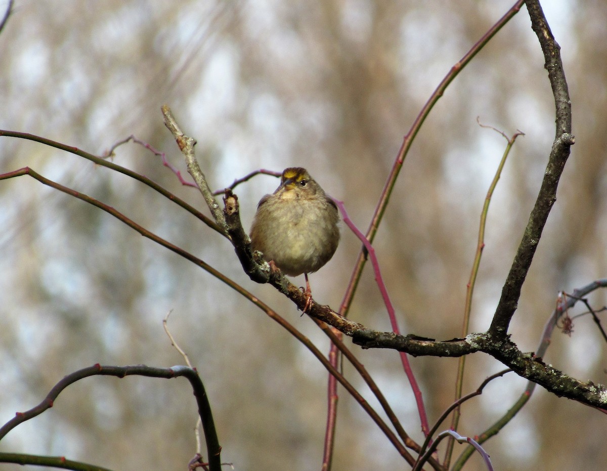 Golden-crowned Sparrow - John Haas