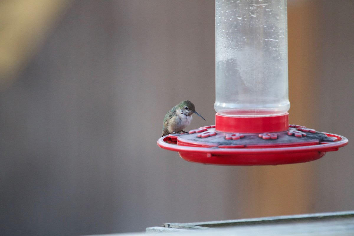 Calliope Hummingbird - Dan Haas