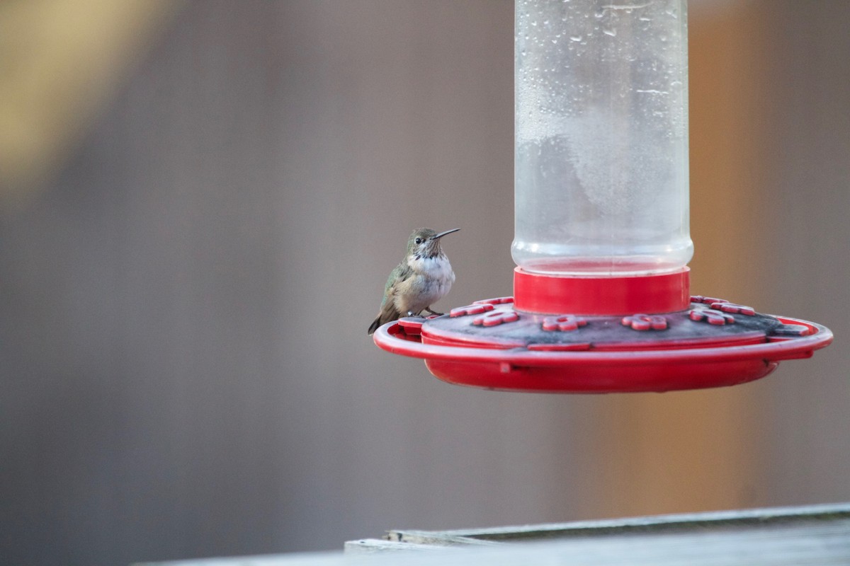 Calliope Hummingbird - ML133091961