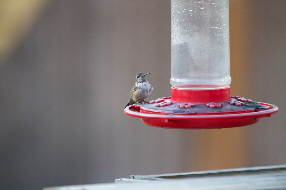 Calliope Hummingbird - ML133091971