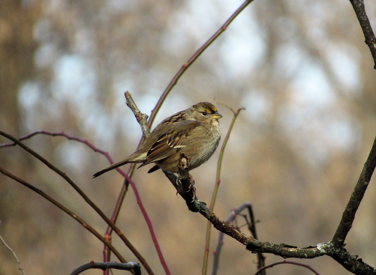 Golden-crowned Sparrow - ML133092491