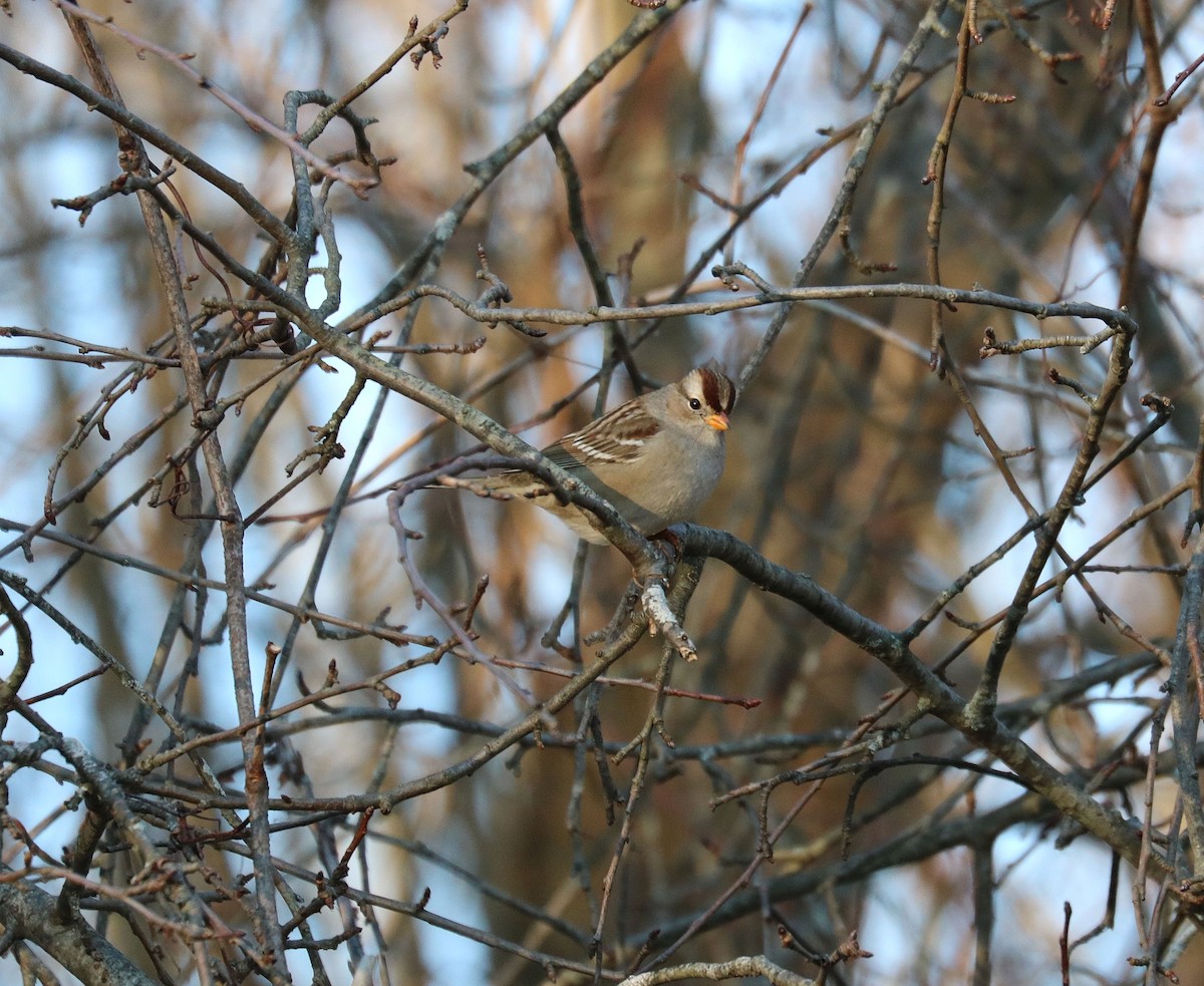 White-crowned Sparrow (Gambel's) - Brian Harris