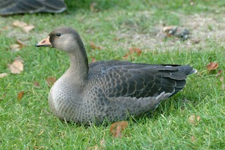 Greater White-fronted Goose (Western), ML133093311