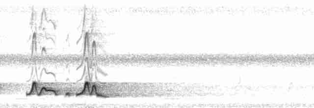 Carolinanachtschwalbe - ML133098