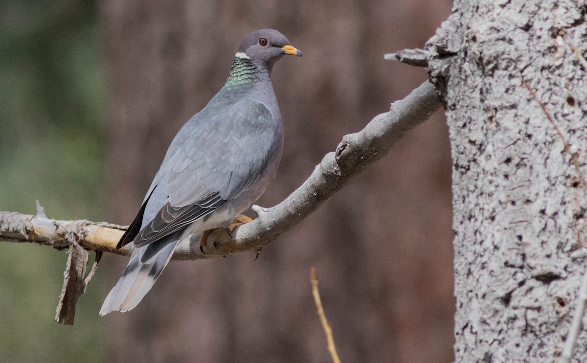 Band-tailed Pigeon - ML133098691