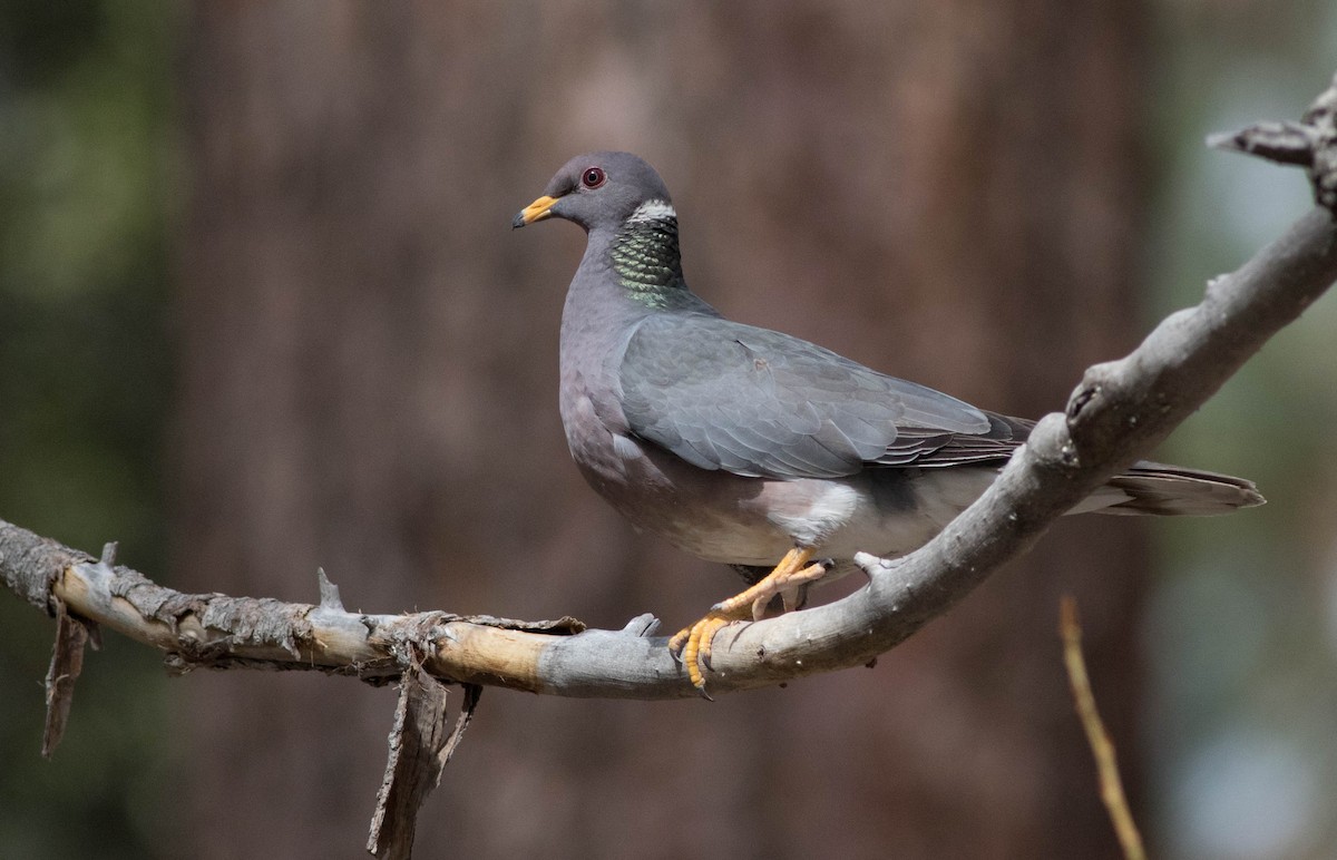 Band-tailed Pigeon - Joachim Bertrands