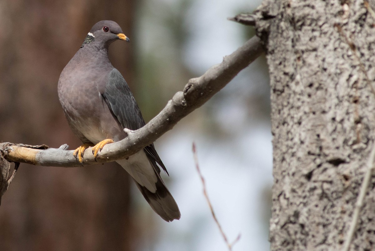 Band-tailed Pigeon - Joachim Bertrands