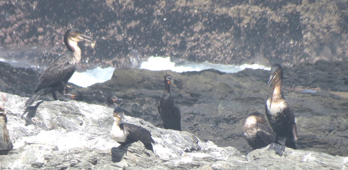 Great Cormorant (White-breasted) - ML133100151
