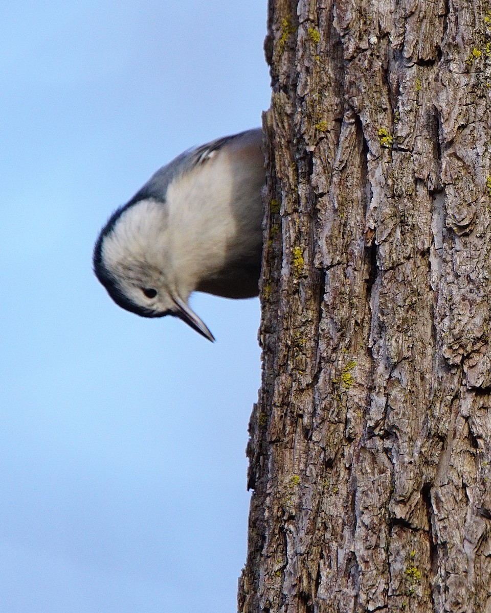 White-breasted Nuthatch (Eastern) - ML133104841