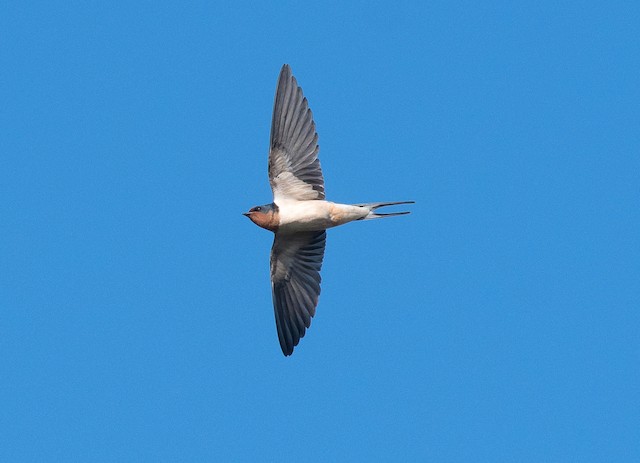 Formative or Definitive Basic Barn Swallow in flight (14 May). - Barn Swallow - 