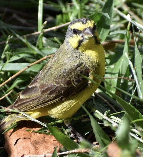 Yellow-fronted Canary - Cheryl Chessick