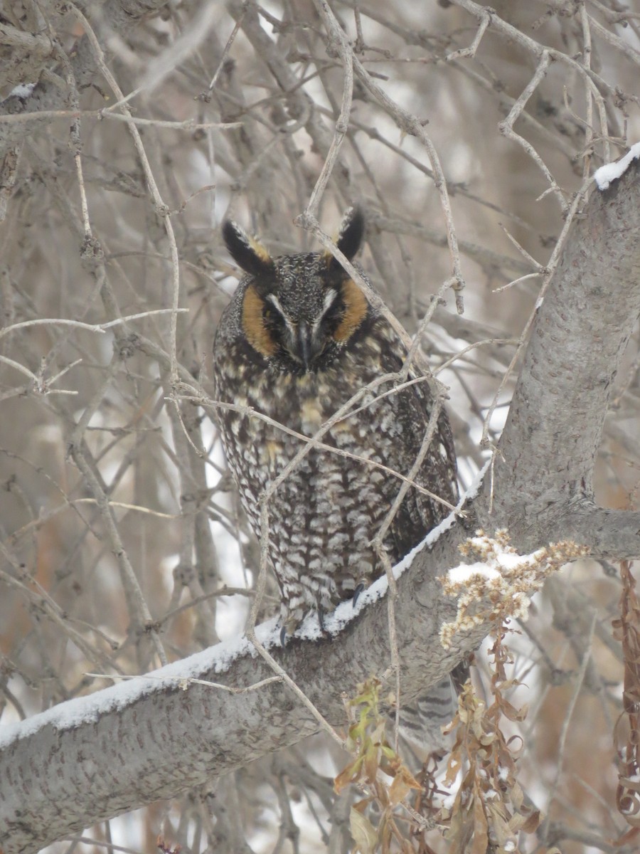 Long-eared Owl - Ann Porter
